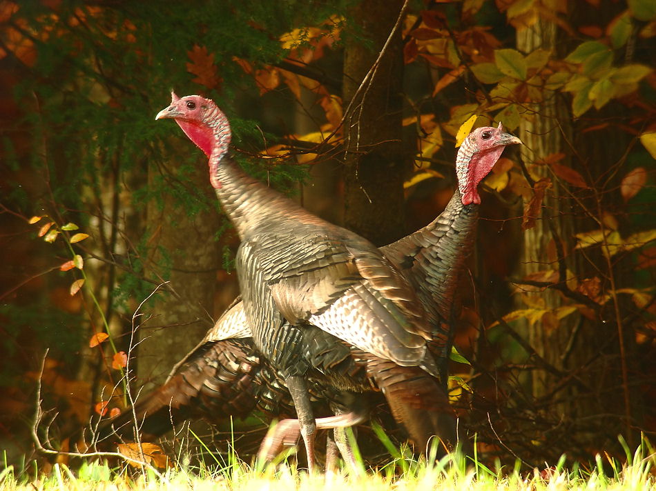 Wild Turkeys