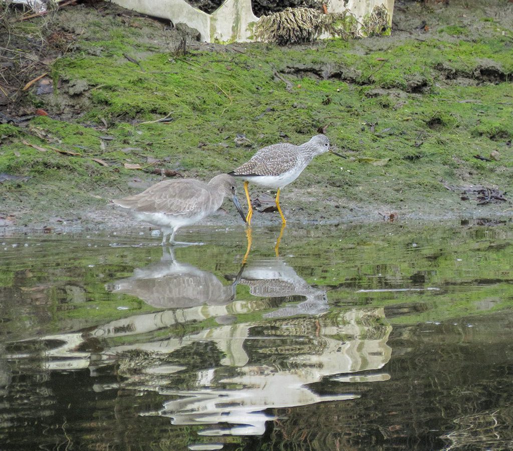 Willet and Greater Yellowlegs