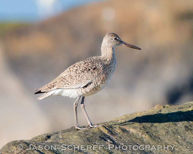 Willet