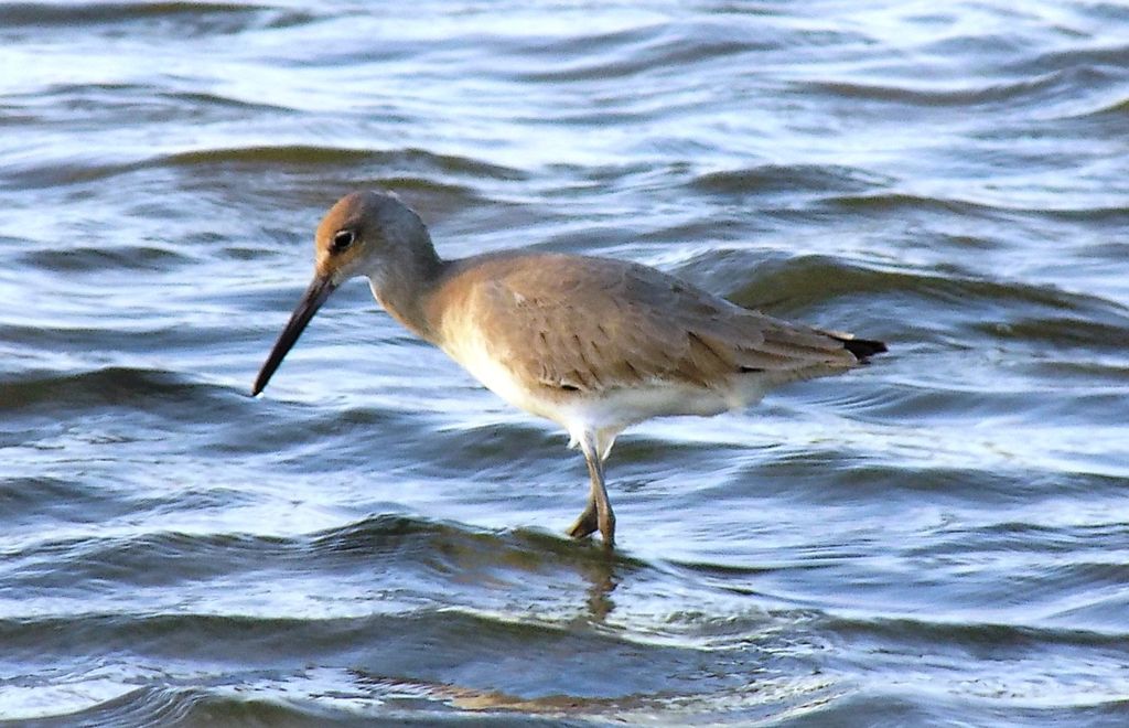 Willet