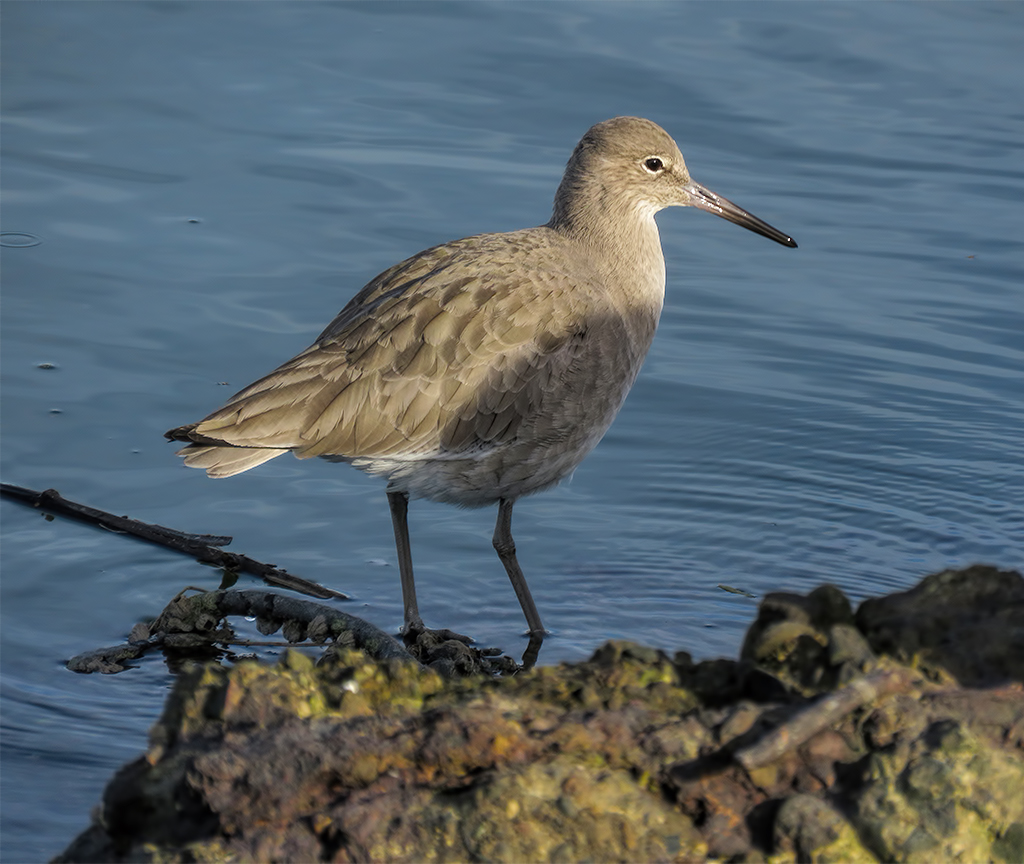 Willet