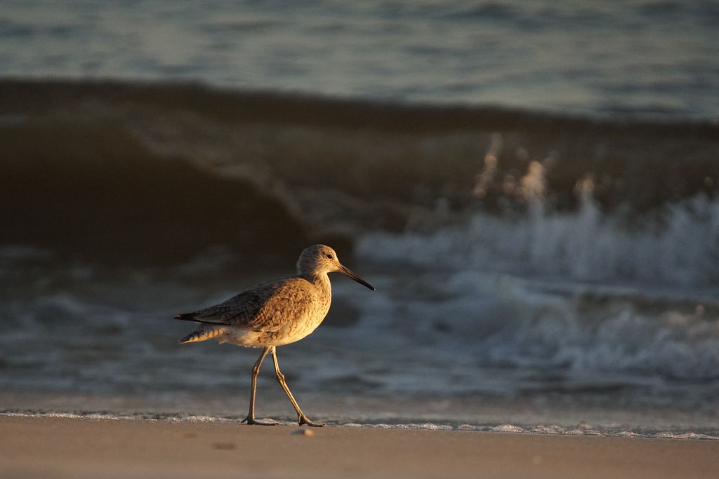 Willet