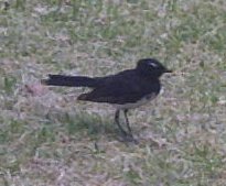 Willie Wagtail