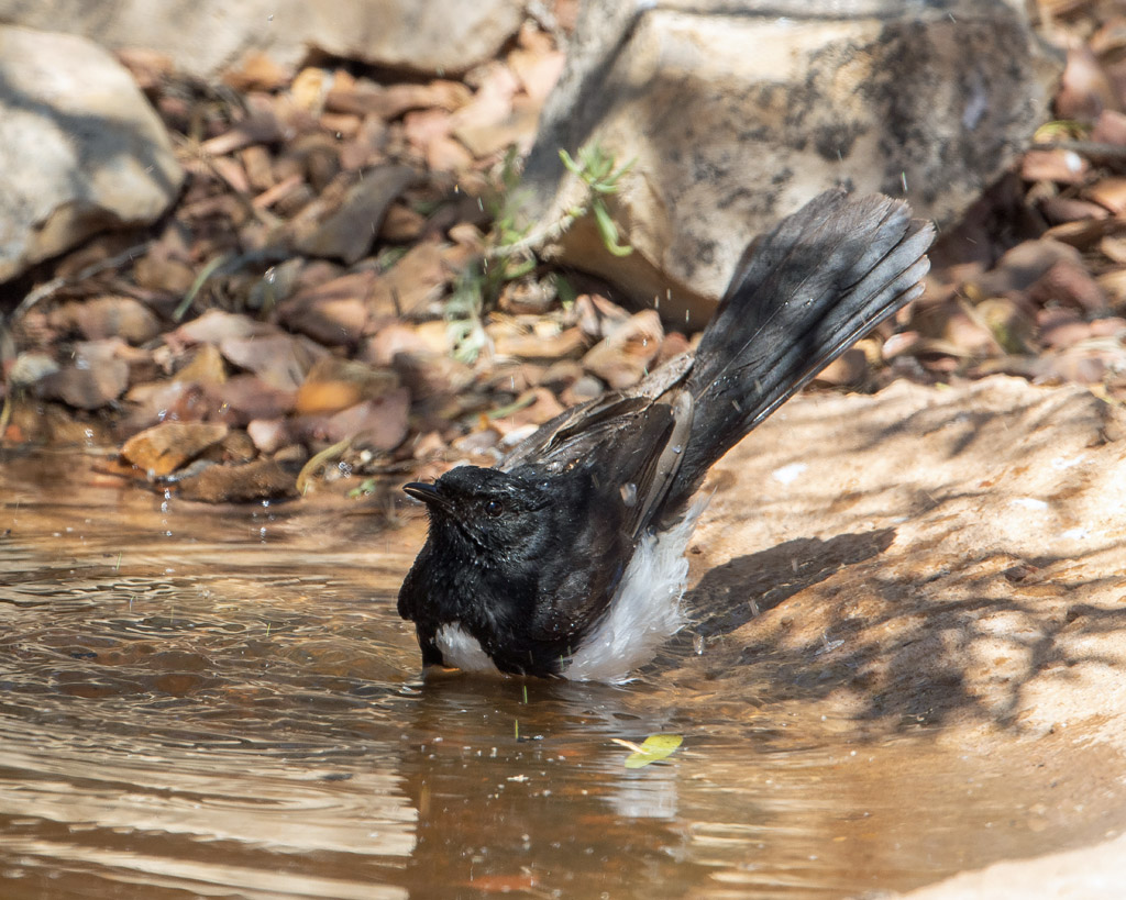 Willie Wagtail