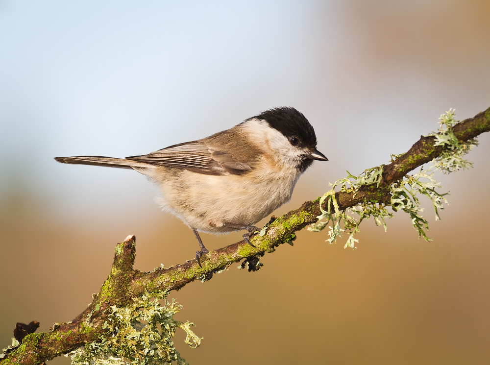 Willow or Marsh Tit?