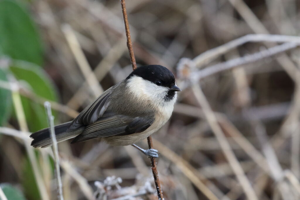 Willow Tit