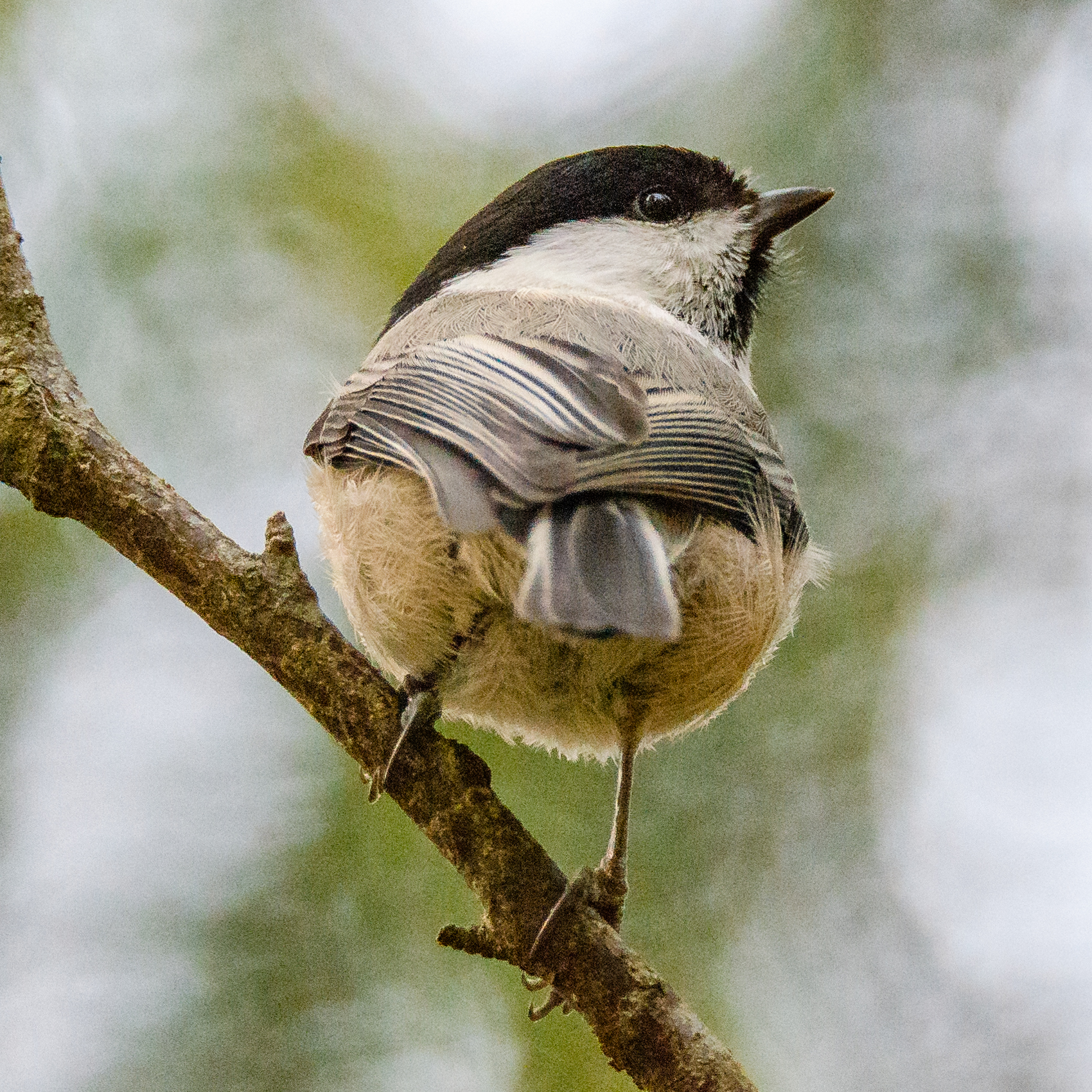 Willow tit