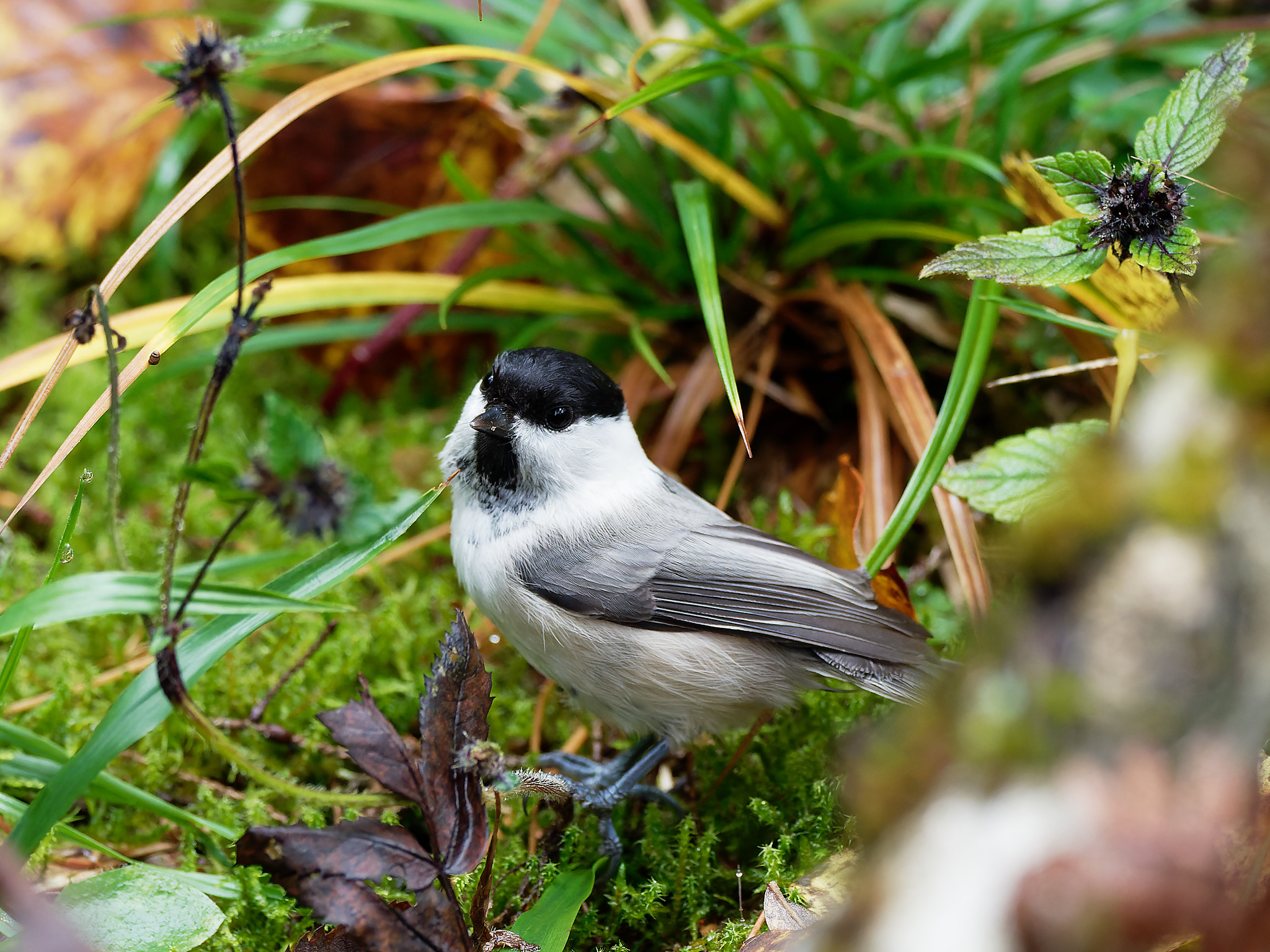 Willow tit