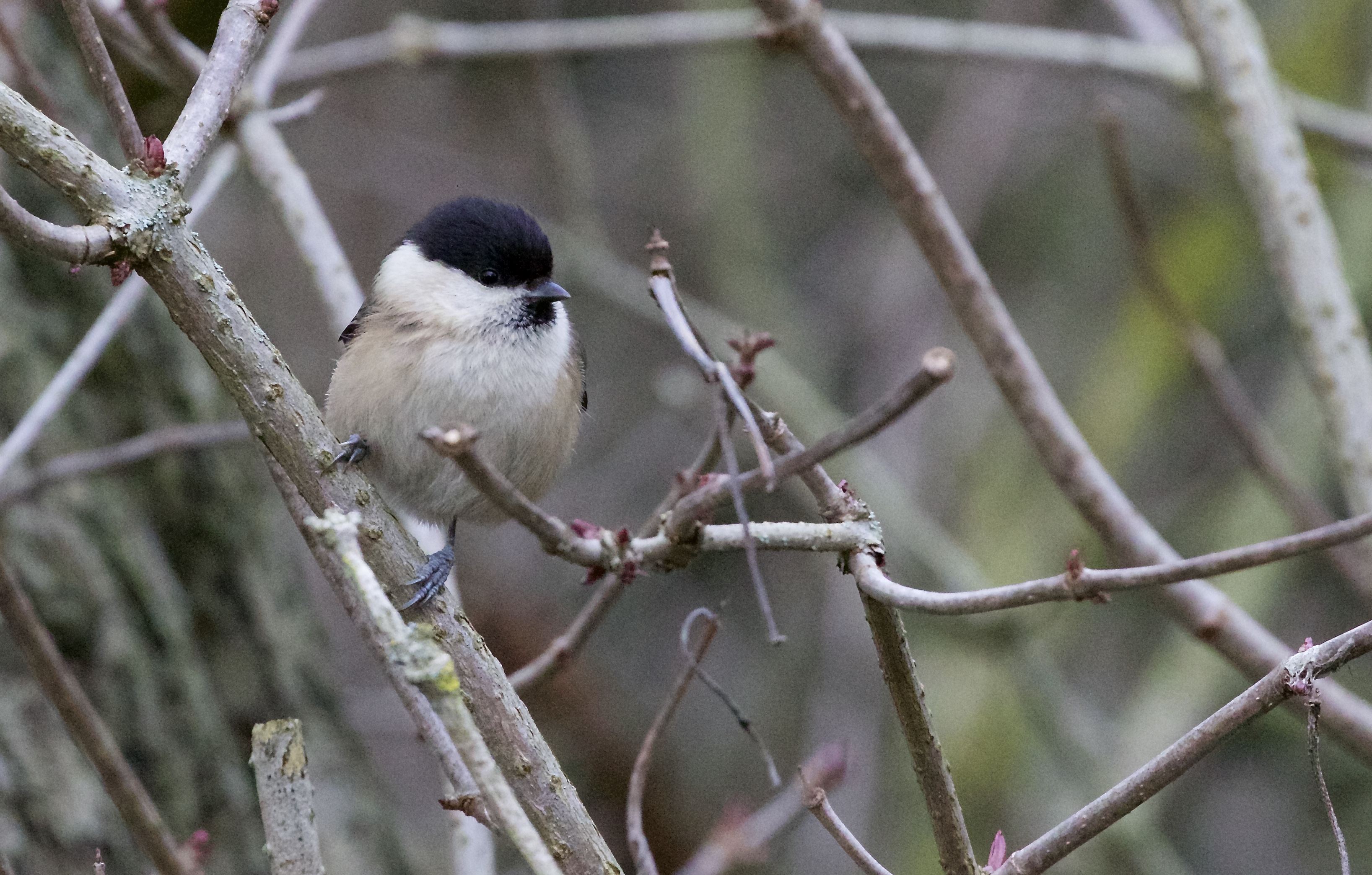 willow tit