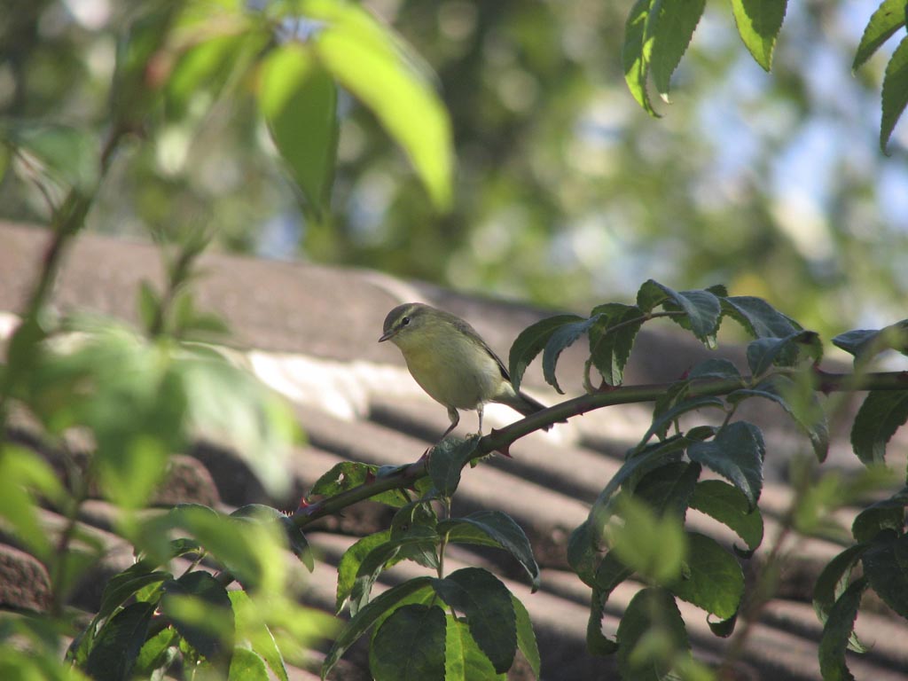 Willow Warbler 02