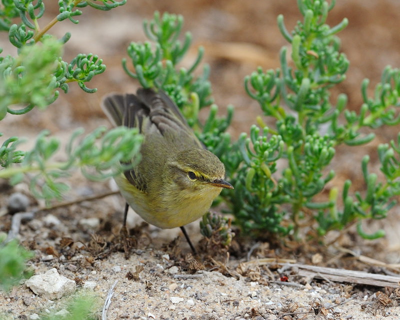 Willow warbler on the hunt