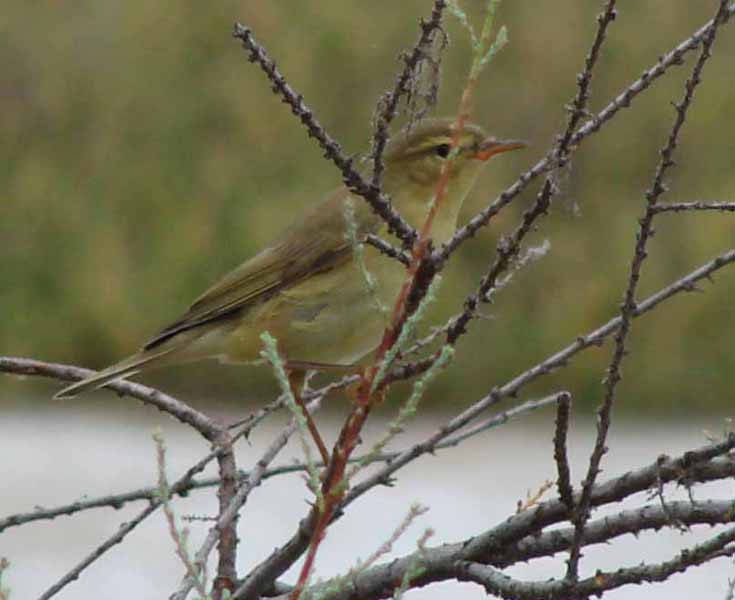 Willow Warbler