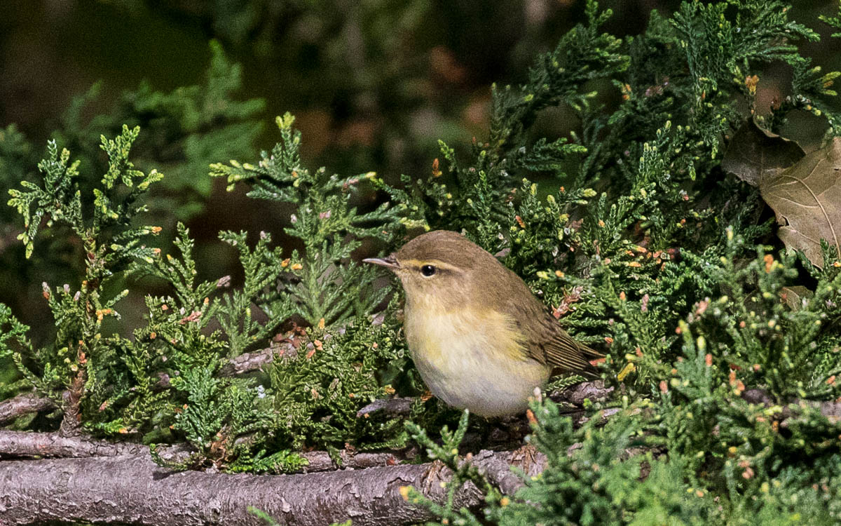 Willow Warbler