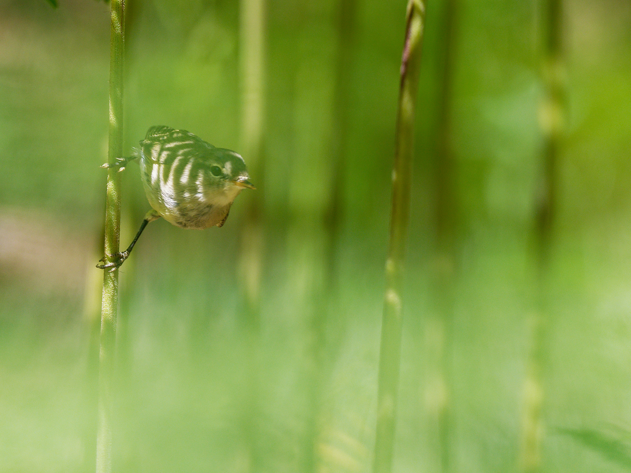 Willow warbler