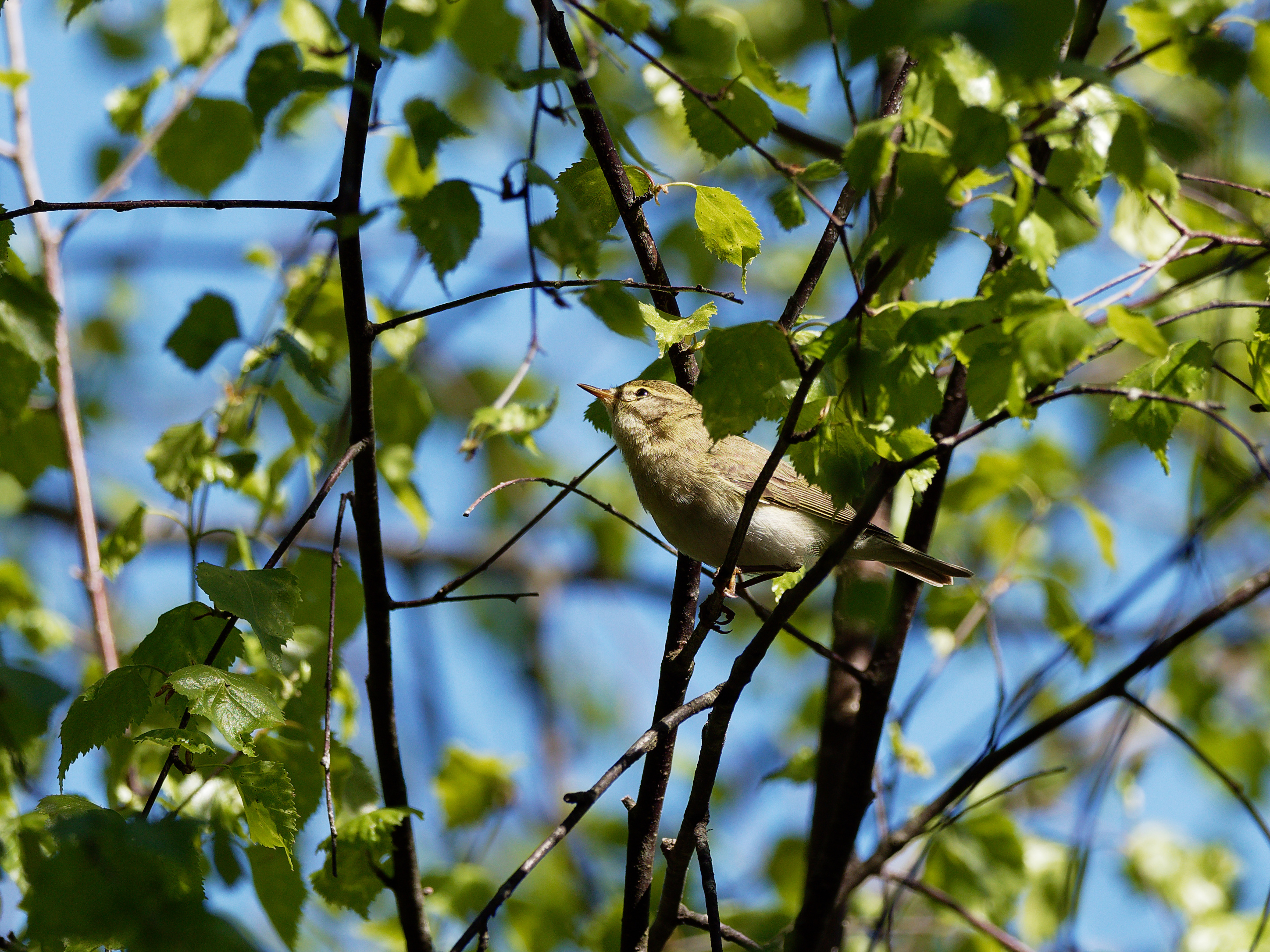 Willow warbler