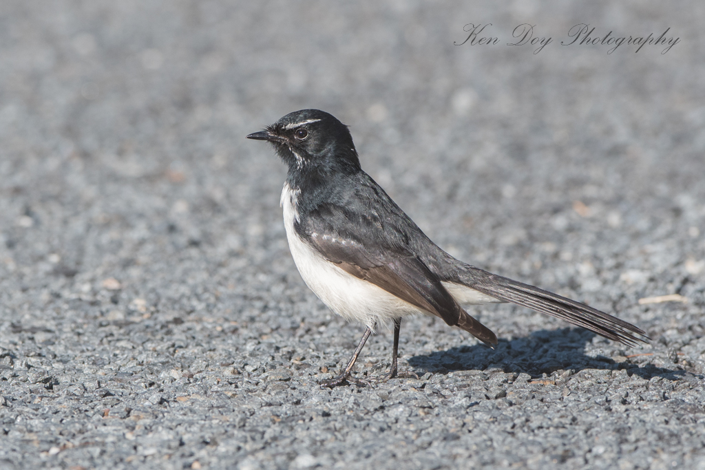 Willy Wagtail