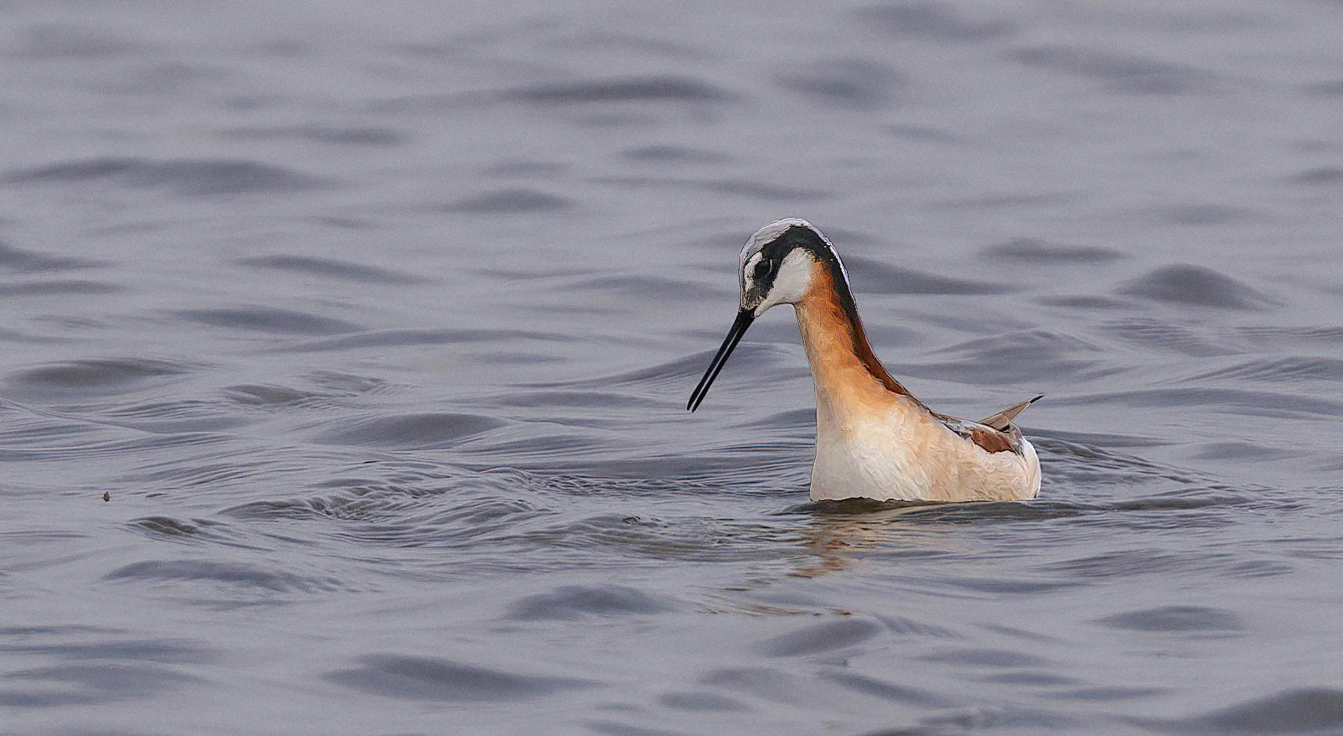 Wilson's phalarope, Female