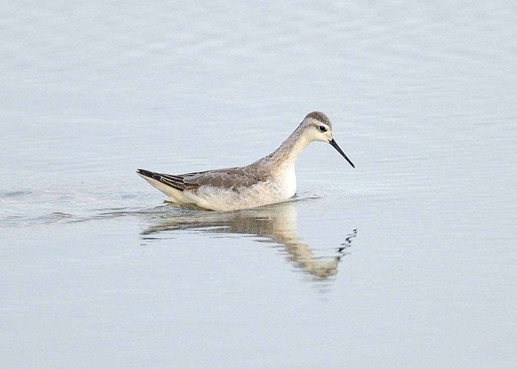 Wilson's Phalarope