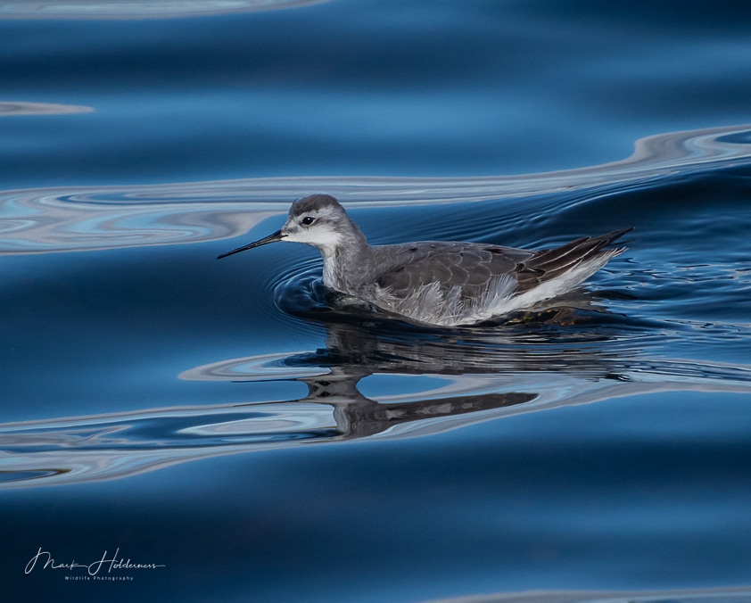 Wilson's Phalarope