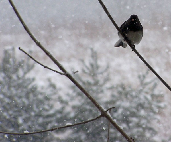 Window view Junco