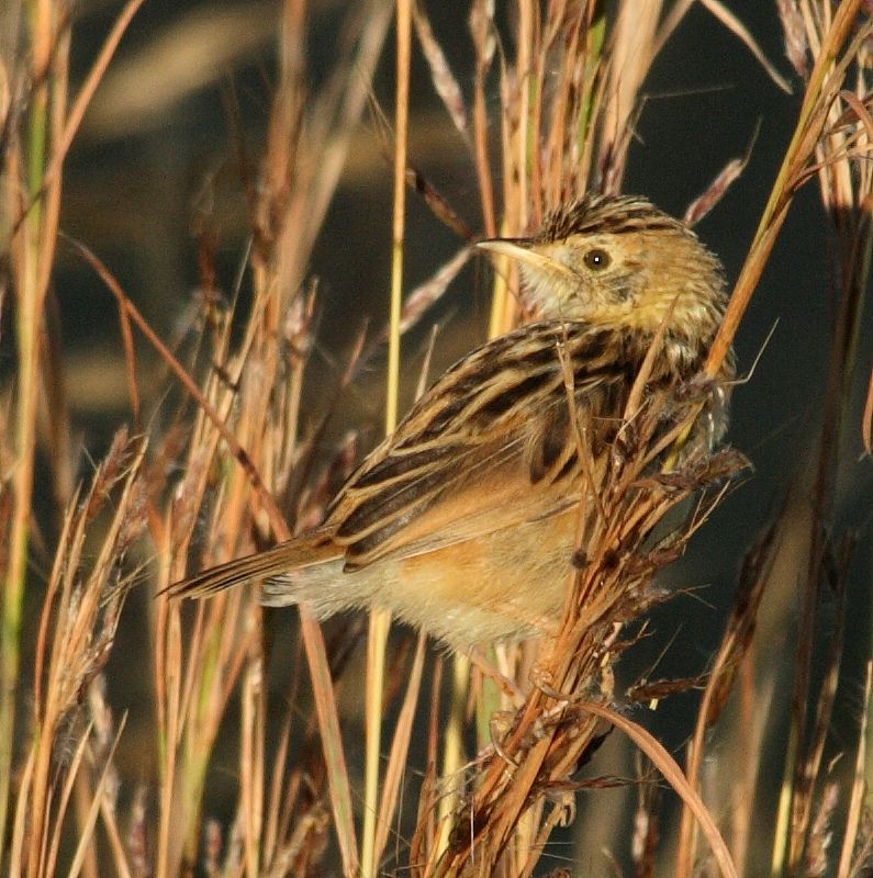 Wing-snapping Cisticola