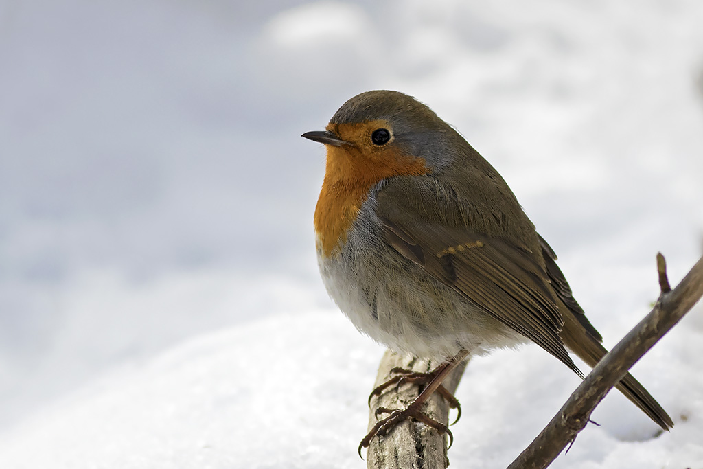 Winter Robin