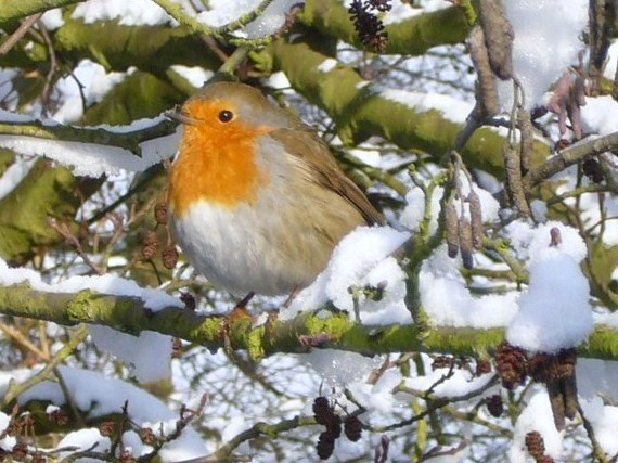 winter_robin1