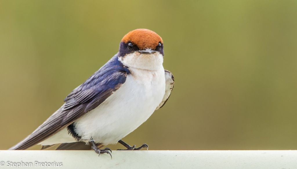 Wire-tailed Swallow