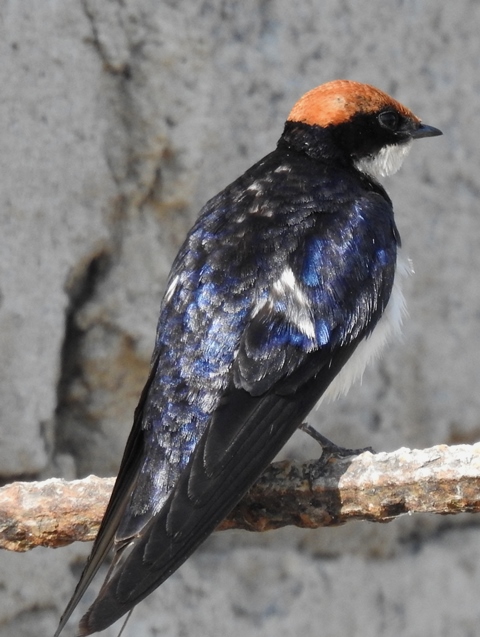wire-tailed Swallow