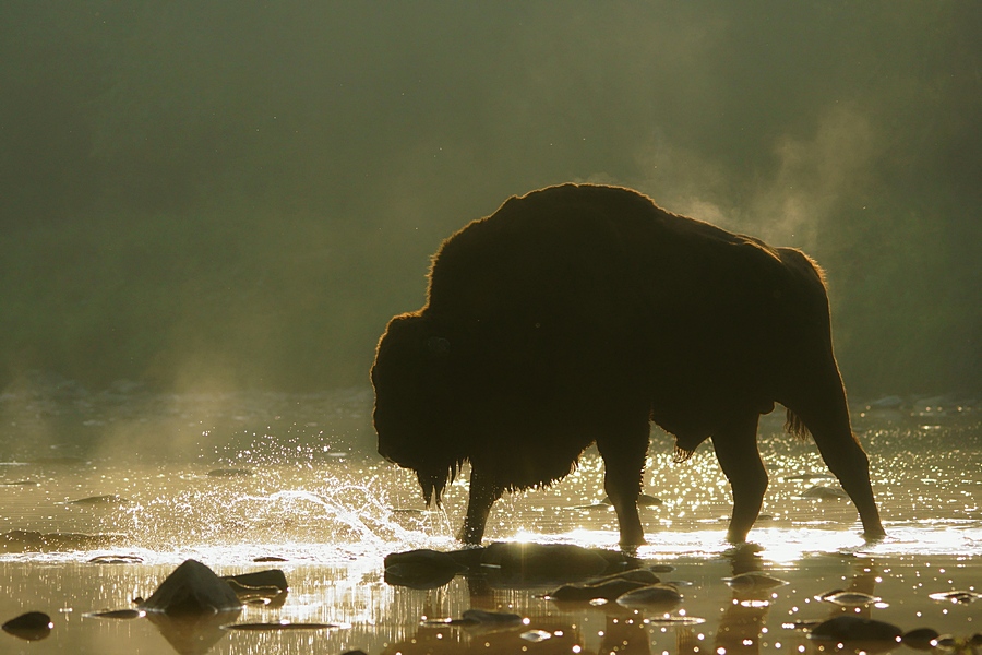 Wisent