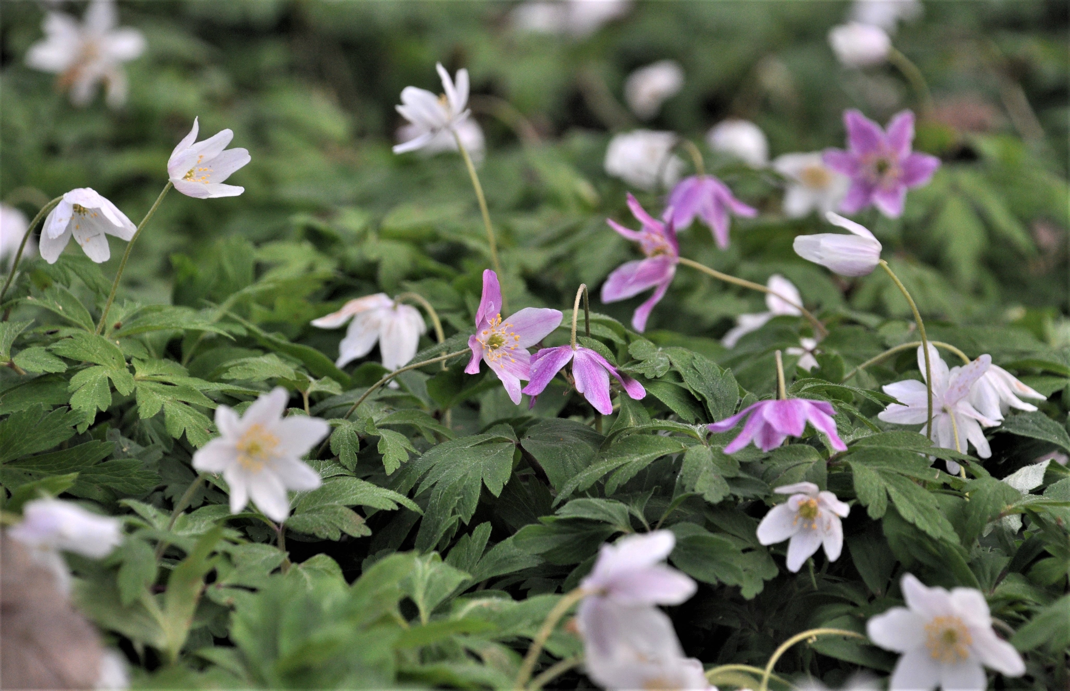 Wood Anemone