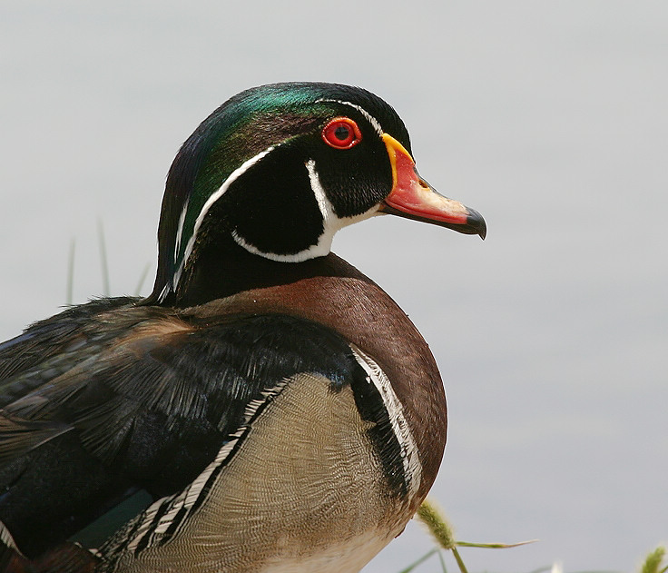 Wood Duck