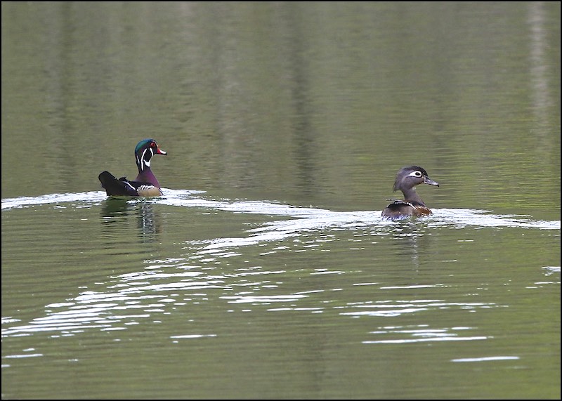 Wood Ducks (male &amp; female)