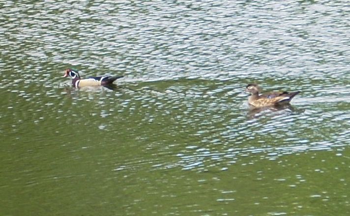 wood ducks