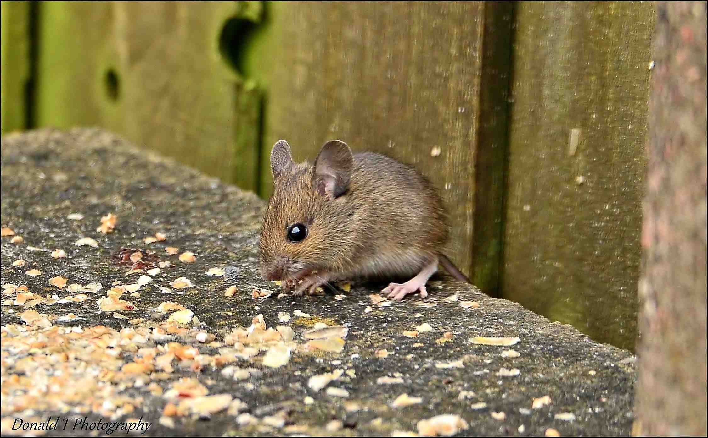 Wood Mouse