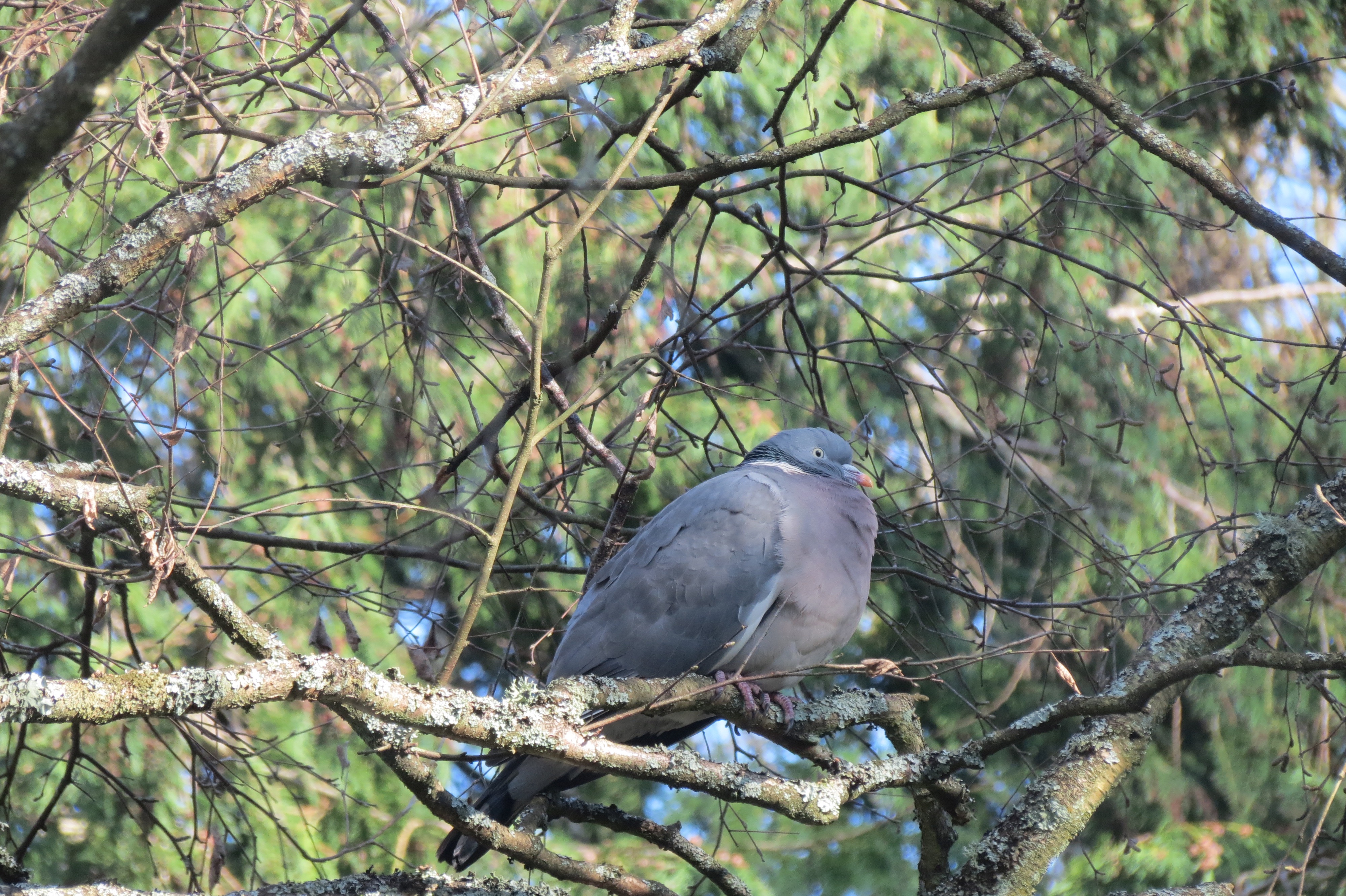 Wood pigeon