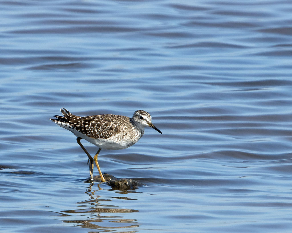 Wood Sandpiper