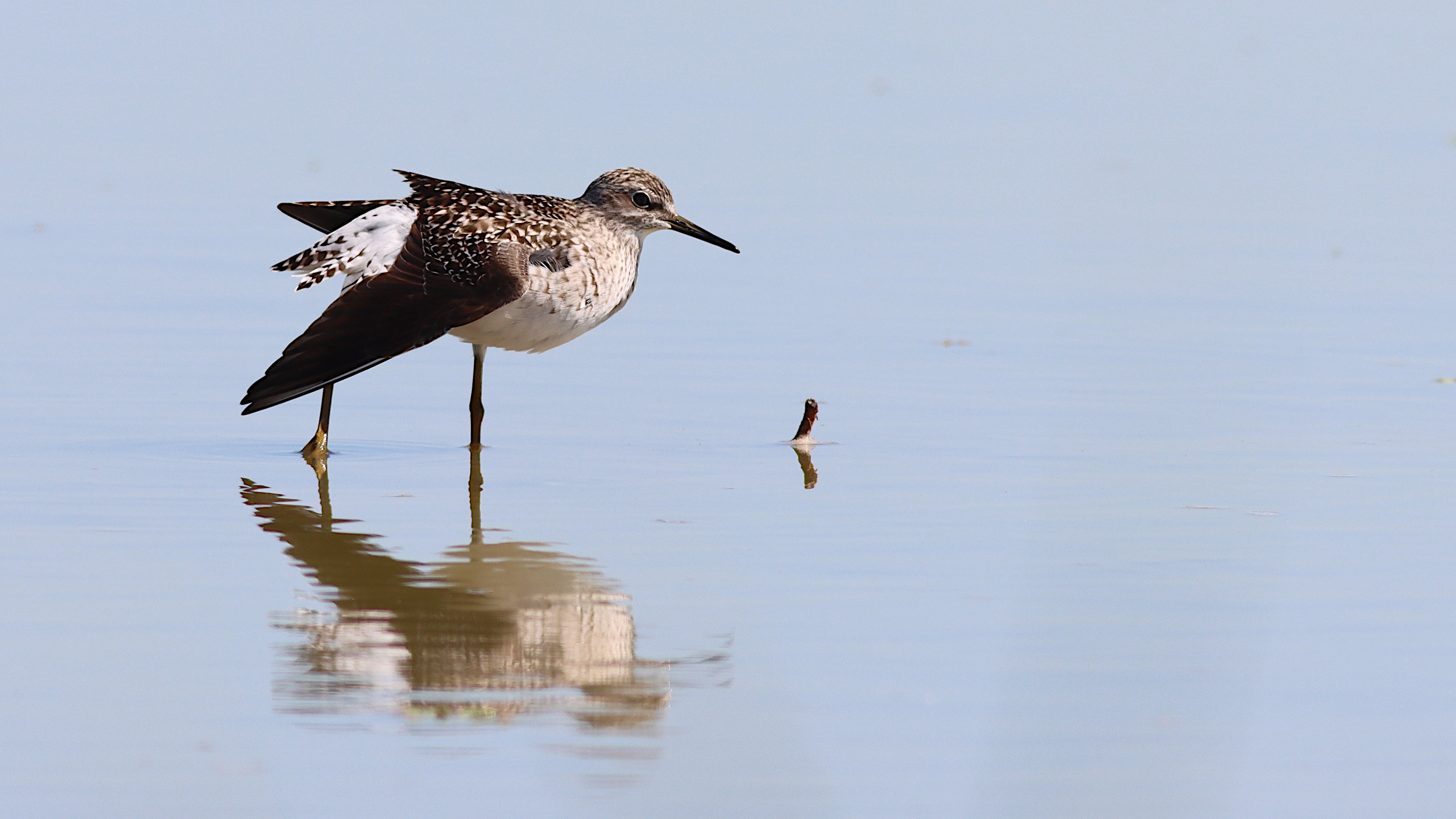 wood sandpiper