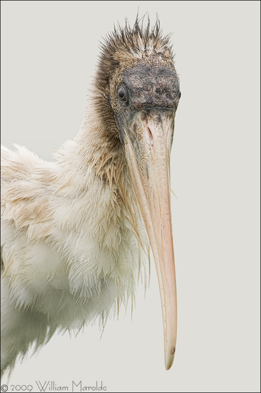 Wood Stork Portrait