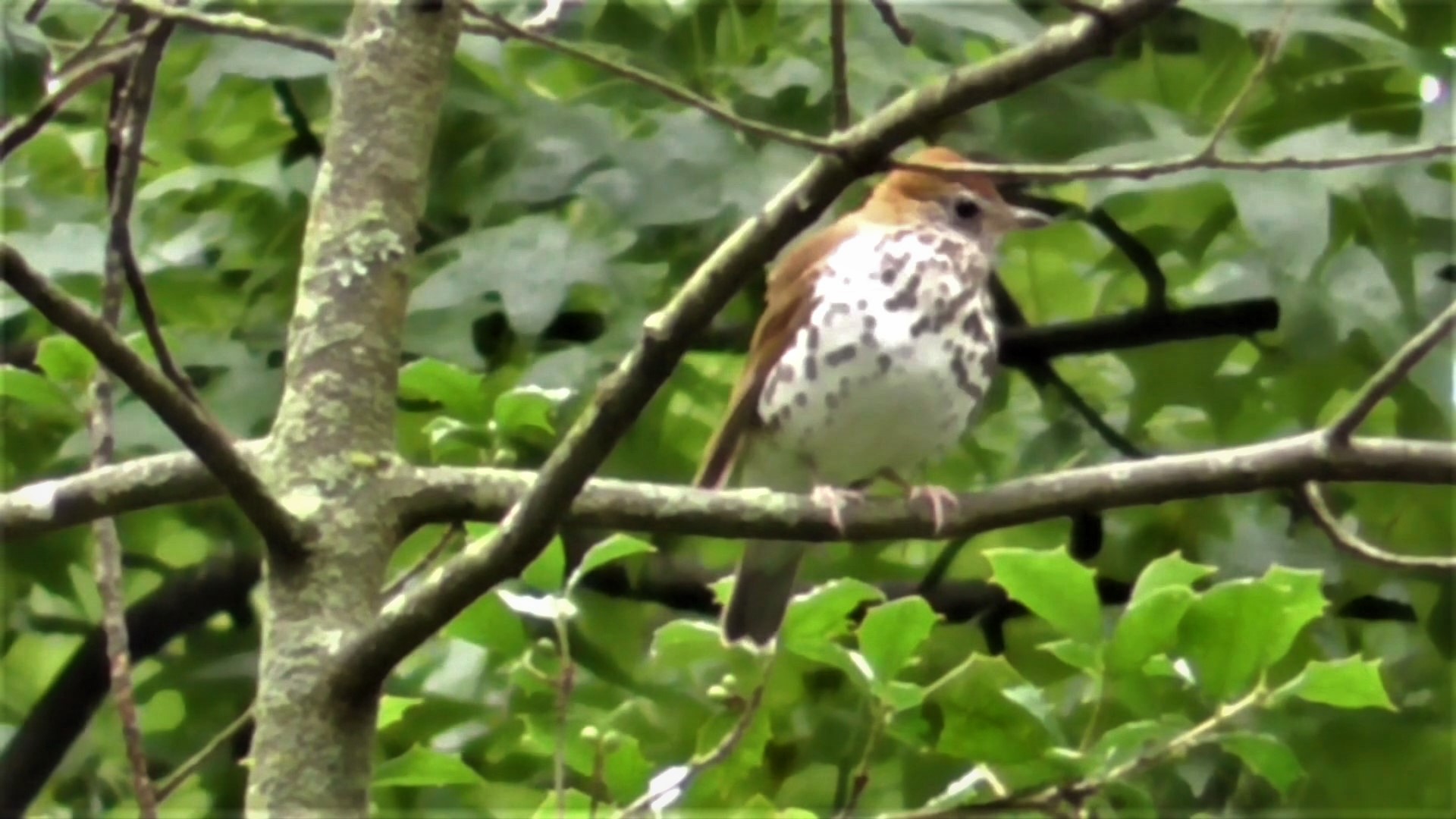 Wood Thrush confirmation ???