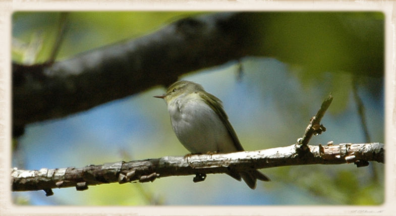 Wood Warbler