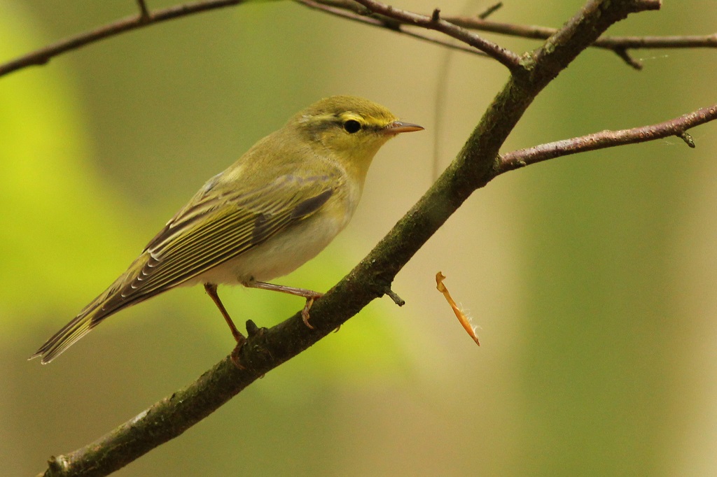 wood warbler