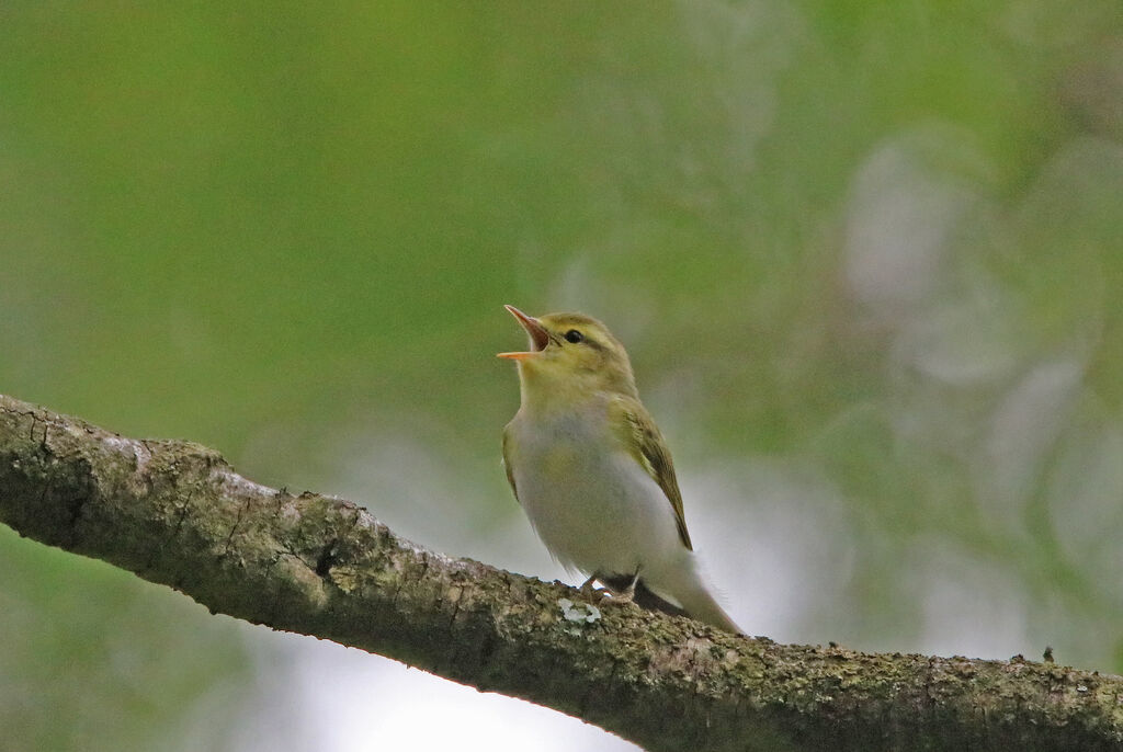 Wood Warbler