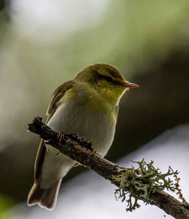 Wood warbler