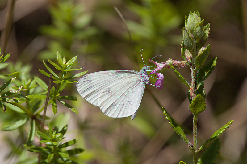 Wood White