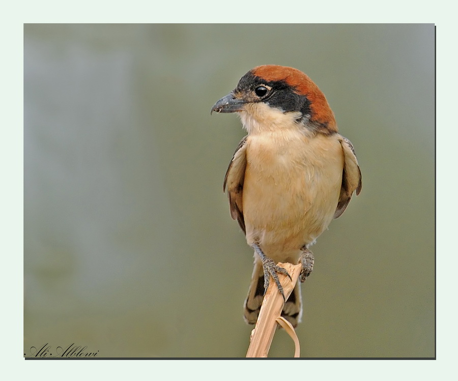 woodchat shrike