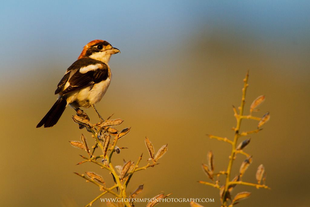 Woodchat Shrike