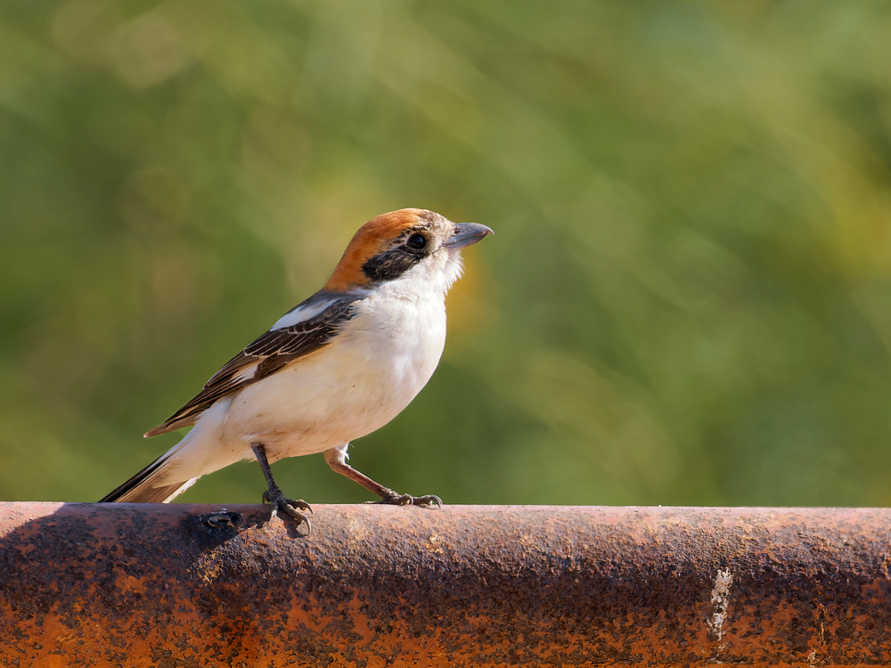 Woodchat shrike