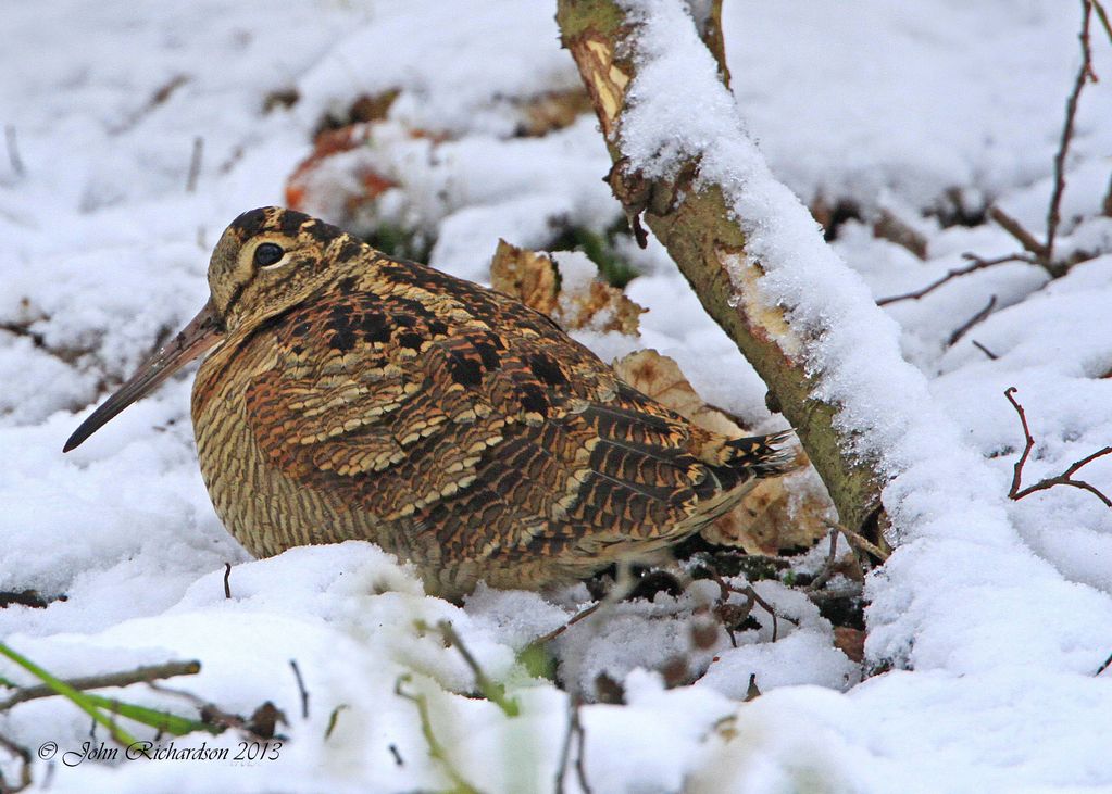 Woodcock