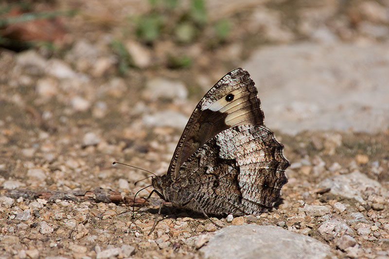 Woodland Grayling